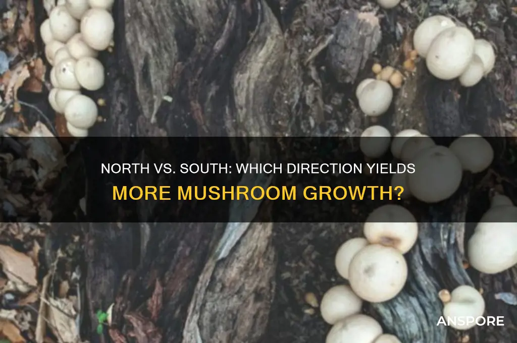 do more mushrooms grow north facing or south facing