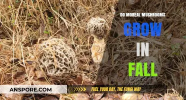 Fall's Foraging Delight: Do Morel Mushrooms Thrive in Autumn?