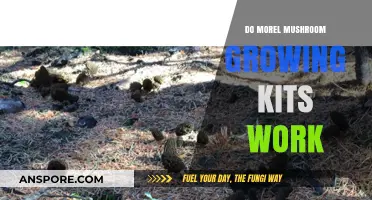Do Morel Mushroom Growing Kits Deliver Results? A Comprehensive Review