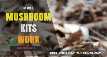 Do Morel Mushroom Kits Deliver Results? A Comprehensive Review