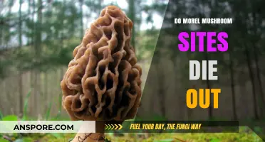 Do Morel Mushroom Sites Die Out? Understanding Habitat Longevity and Factors