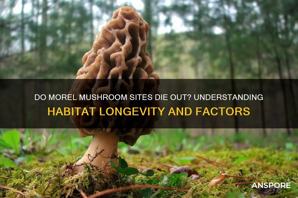 do morel mushroom sites die out