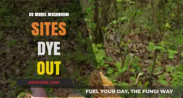 Do Morel Mushroom Sites Disappear? Understanding Their Lifespan and Decline