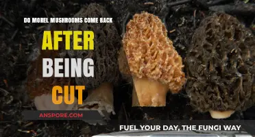 Do Morel Mushrooms Regrow After Harvesting? A Forager's Guide