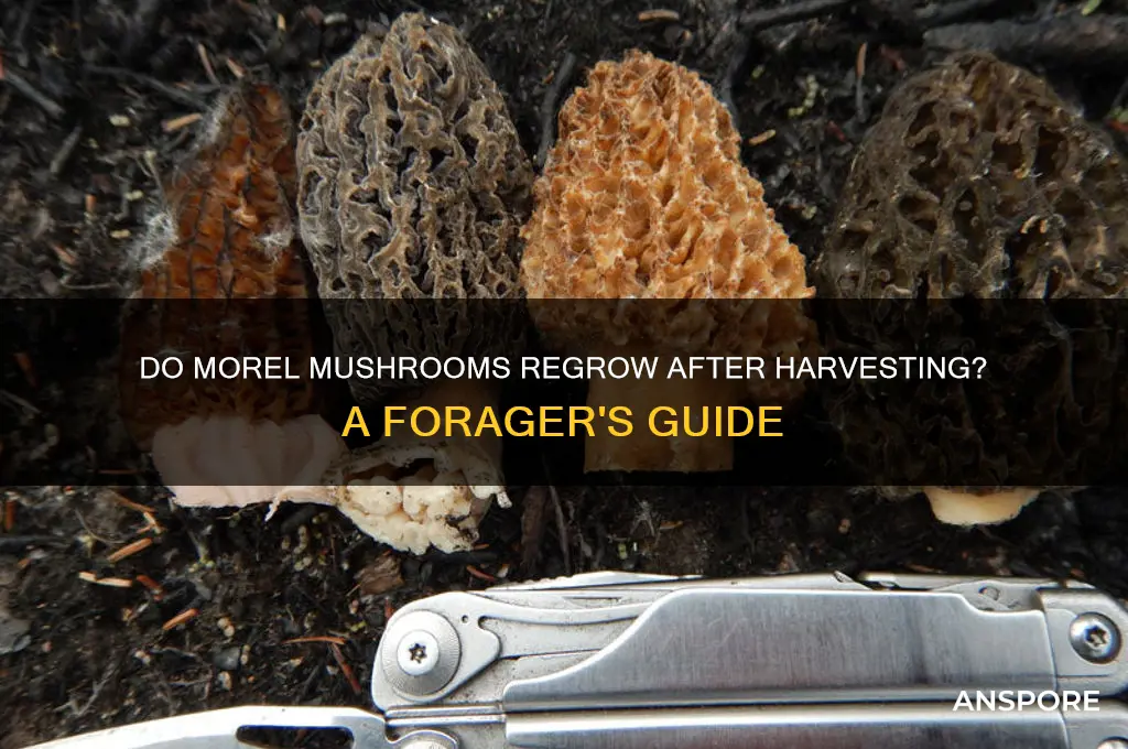do morel mushrooms come back after being cut