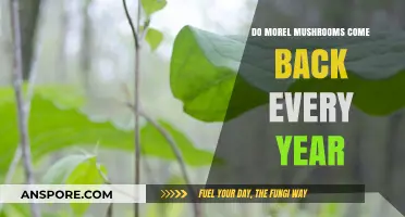 Do Morel Mushrooms Return Annually? A Forager's Yearly Quest Explained