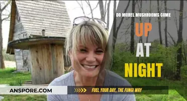 Do Morel Mushrooms Emerge at Night? Unveiling the Mystery