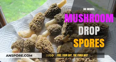 Do Morel Mushrooms Drop Spores? Unveiling the Spore Release Mystery