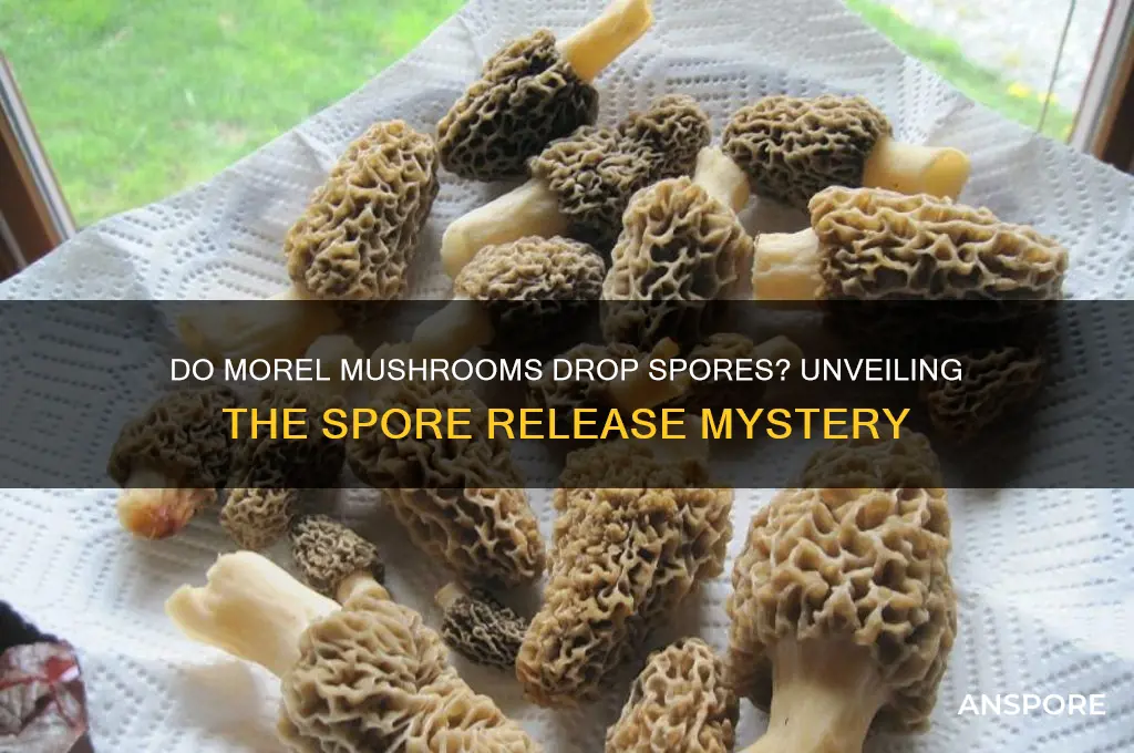 do morel mushrooms drop spores