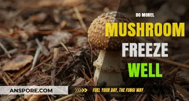 Freezing Morel Mushrooms: Tips for Preserving Their Flavor and Texture