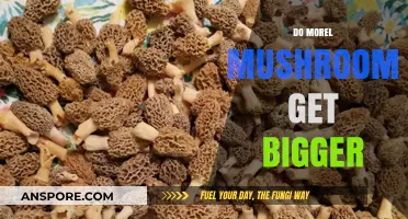 Do Morel Mushrooms Grow Larger? Unveiling the Truth About Their Size