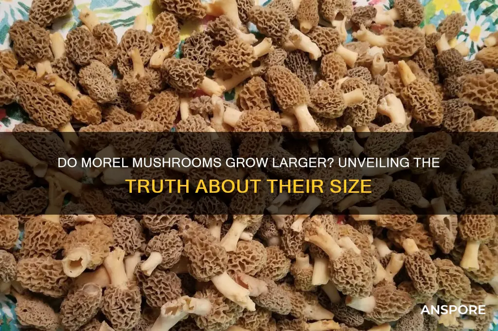 do morel mushrooms get bigger