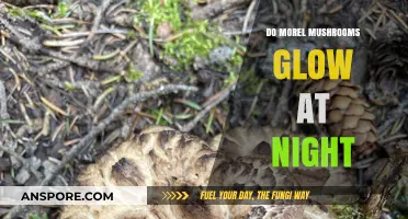 Do Morel Mushrooms Glow at Night? Unveiling the Truth