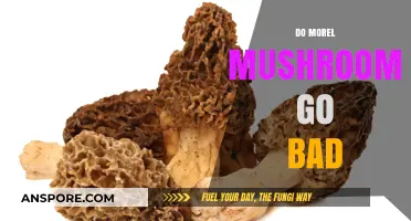 Do Morel Mushrooms Spoil? Shelf Life and Storage Tips