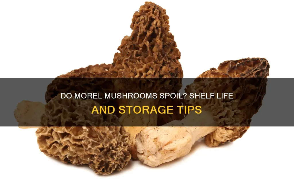 do morel mushrooms go bad