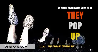Do Morel Mushrooms Grow After They Pop Up? The Truth Revealed
