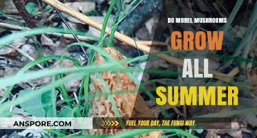 Do Morel Mushrooms Thrive Throughout Summer? A Seasonal Growth Guide