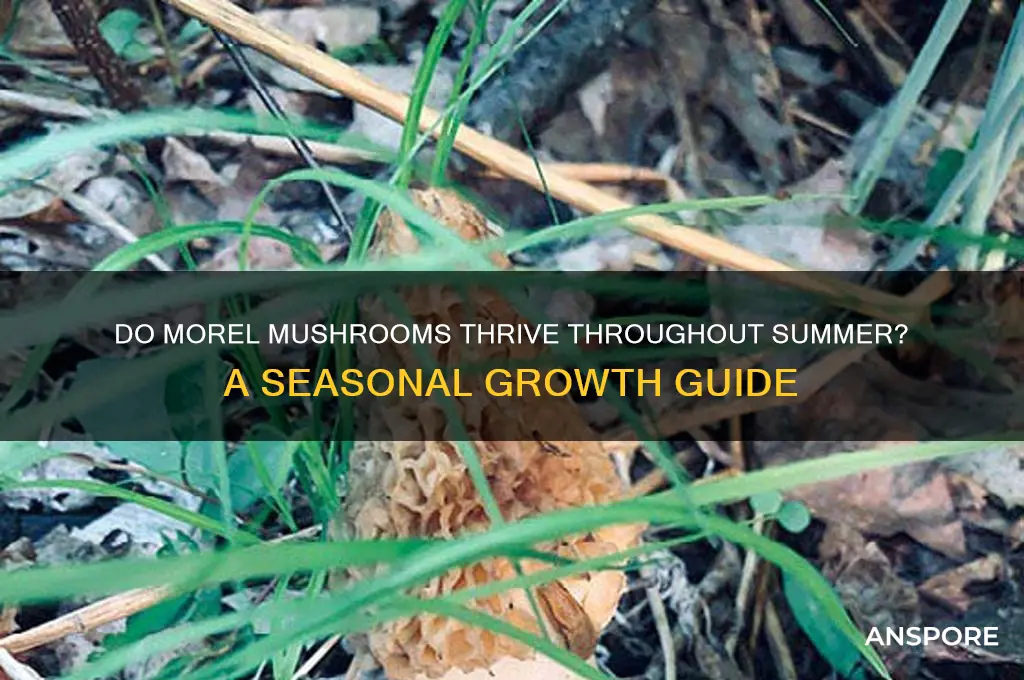 do morel mushrooms grow all summer
