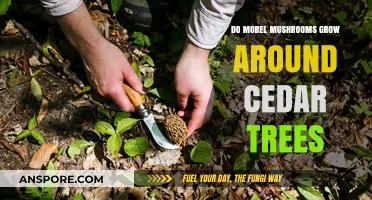 Do Morel Mushrooms Thrive Near Cedar Trees? Exploring the Connection