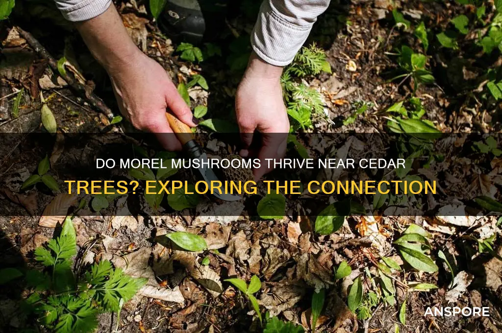 do morel mushrooms grow around cedar trees