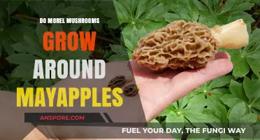 Do Morel Mushrooms Thrive Near Mayapples? Exploring the Connection