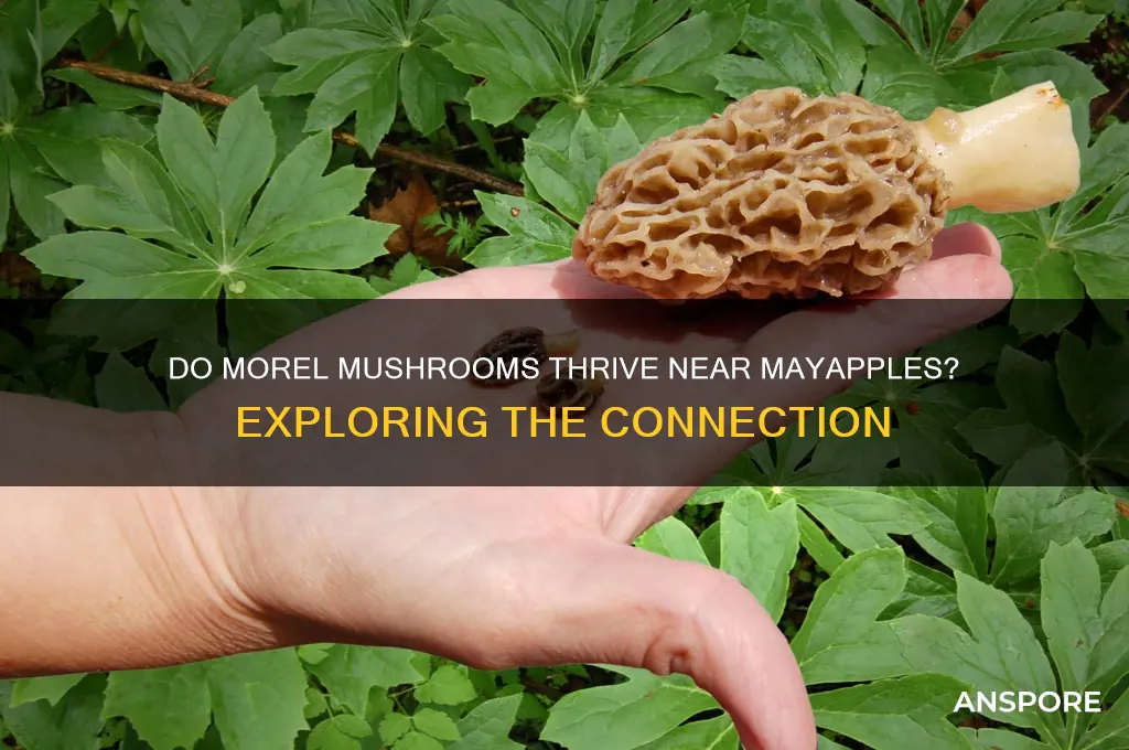do morel mushrooms grow around mayapples