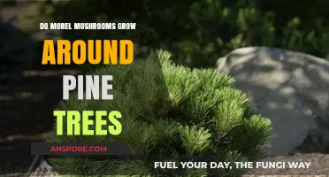 Do Morel Mushrooms Thrive Near Pine Trees? Exploring the Connection