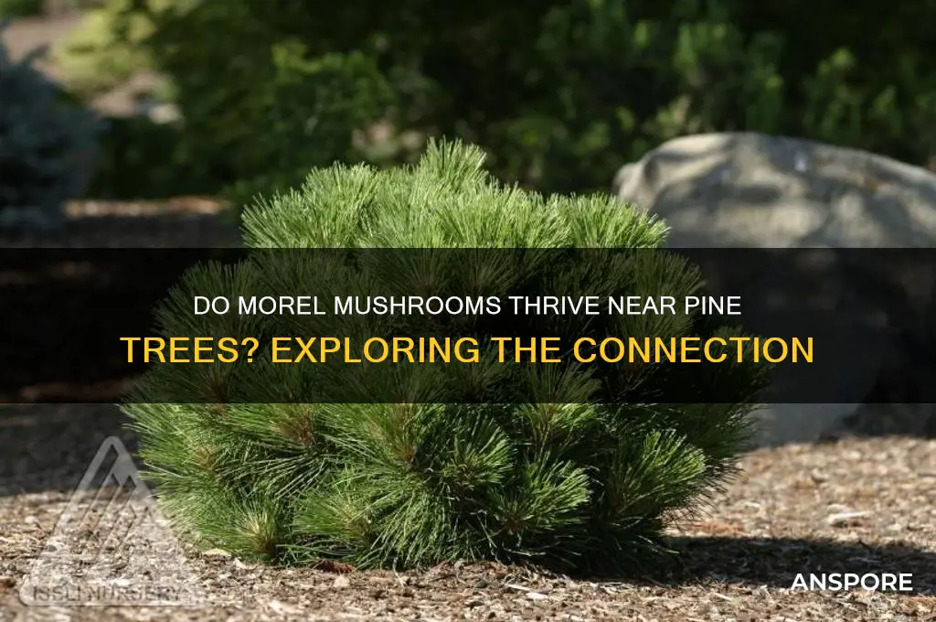 do morel mushrooms grow around pine trees