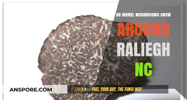 Exploring Morel Mushrooms: Do They Thrive in Raleigh, NC?