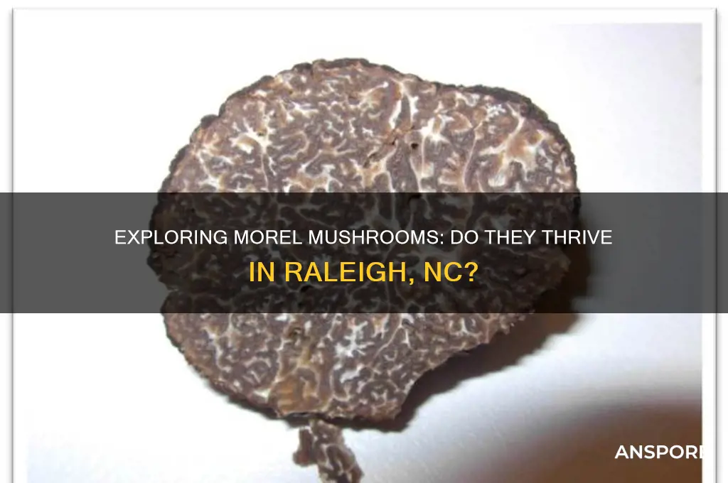 do morel mushrooms grow around raliegh nc
