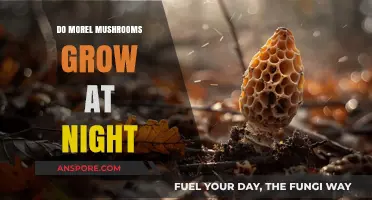 Do Morel Mushrooms Grow at Night? Unveiling the Mystery