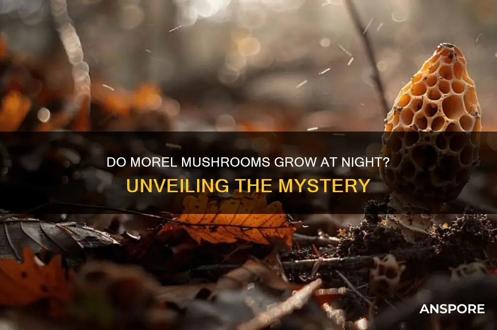 do morel mushrooms grow at night