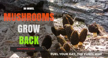 Do Morel Mushrooms Regrow? Understanding Their Lifecycle and Harvesting Tips