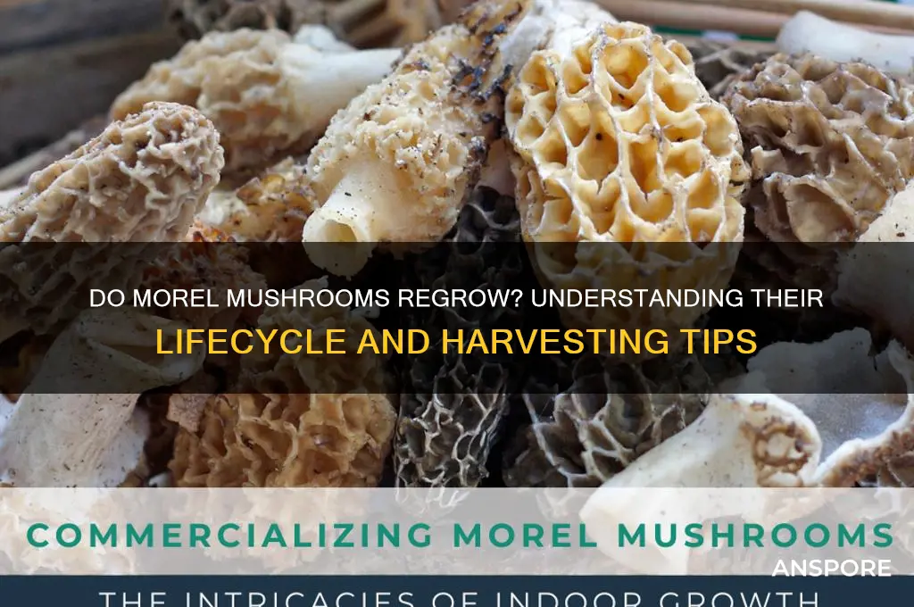 do morel mushrooms grow back