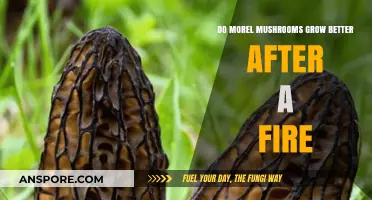 Post-Fire Morel Mushrooms: Unlocking the Secrets of Their Growth