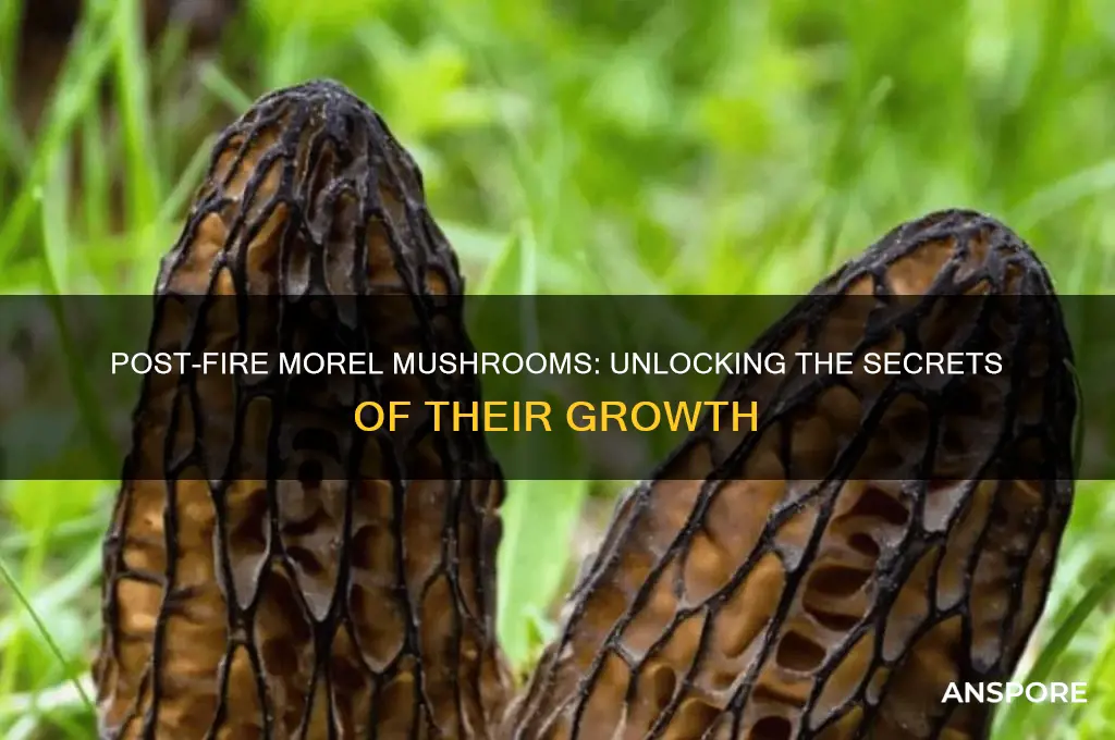 do morel mushrooms grow better after a fire