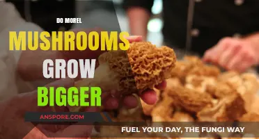 Do Morel Mushrooms Grow Bigger? Unveiling the Secrets of Their Size