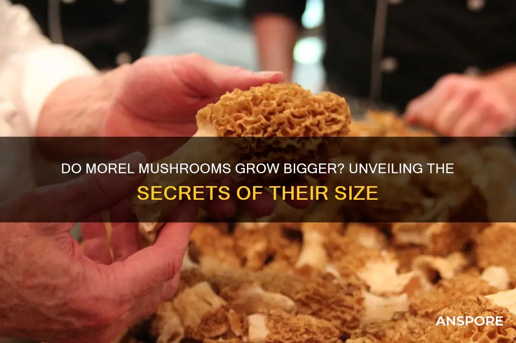 do morel mushrooms grow bigger
