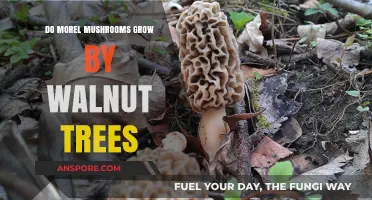 Do Morel Mushrooms Thrive Near Walnut Trees? Exploring the Connection