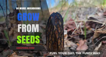 Do Morel Mushrooms Grow from Seeds? Unraveling the Mystery
