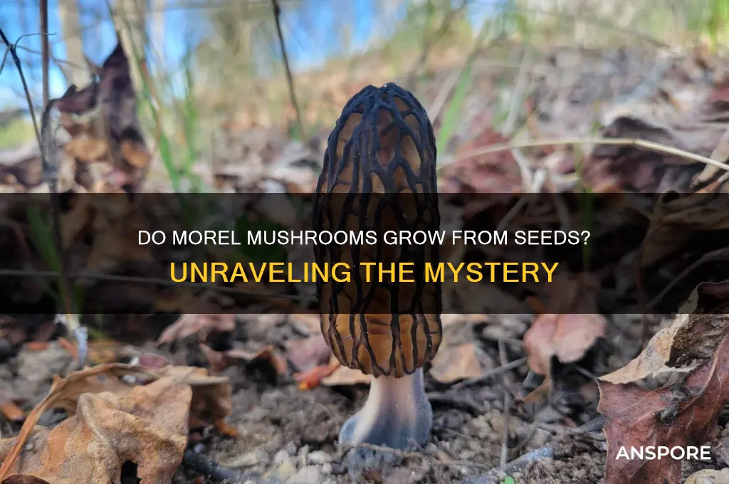 do morel mushrooms grow from seeds