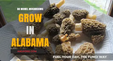 Discovering Morel Mushrooms: Do They Thrive in Alabama's Forests?
