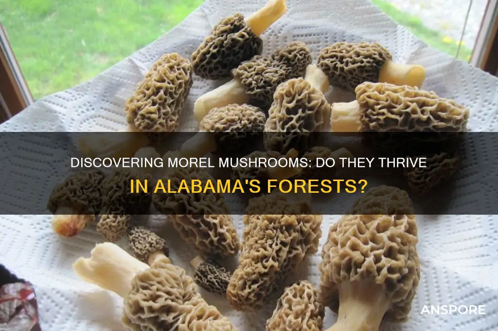 do morel mushrooms grow in alabama