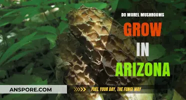 Discovering Morel Mushrooms: Do They Thrive in Arizona's Unique Climate?