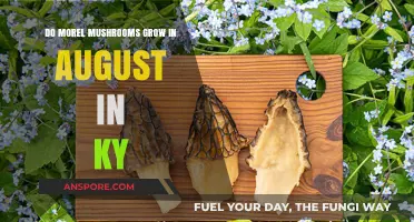August Morel Mushrooms in Kentucky: A Forager's Guide to Late Season Finds
