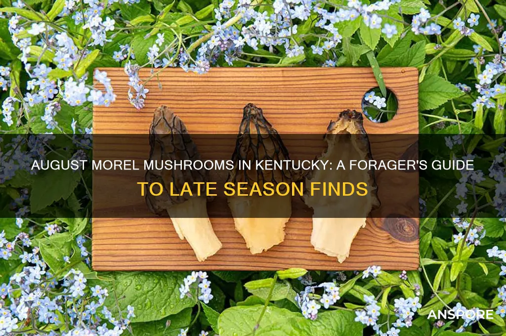 do morel mushrooms grow in august in ky