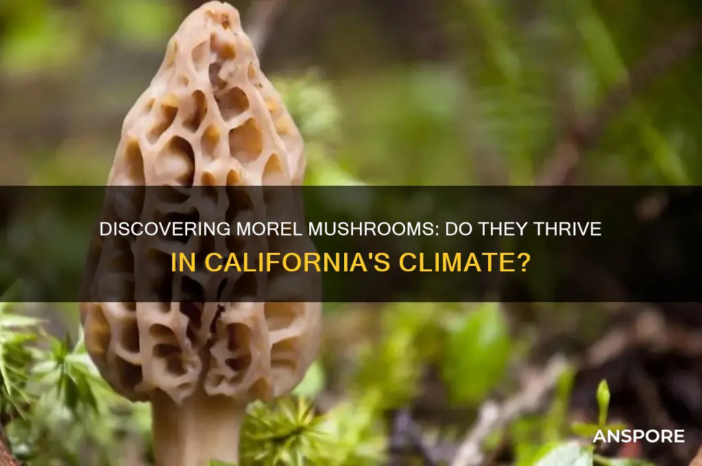 do morel mushrooms grow in california