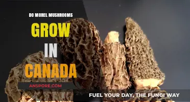 Exploring Morel Mushrooms: Do They Thrive in Canada's Forests?