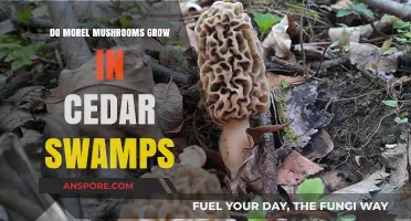 Exploring Morel Mushrooms: Do They Thrive in Cedar Swamps?