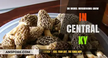Exploring Morel Mushrooms: Do They Thrive in Central Kentucky?
